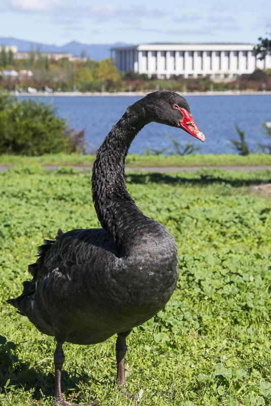 Black swan